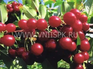 Сорт вишни Калитвянка