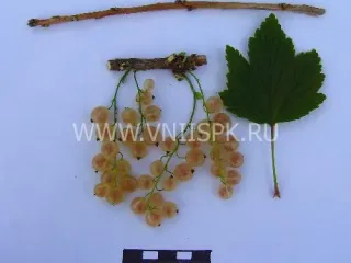 Сорт смородины красной Смольяниновская (Белая Смольяниновой)