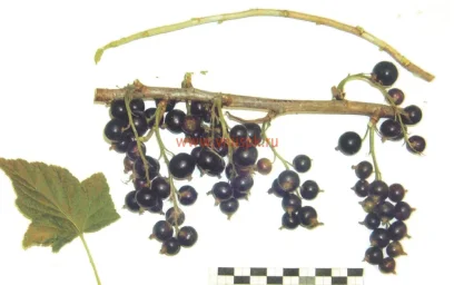 Сорт смородины черной Акур 0
