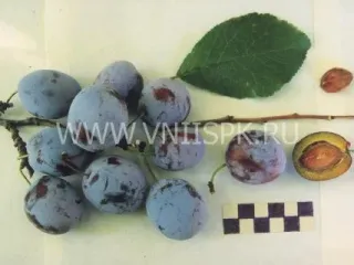 Сорт сливы домашней Андреевская