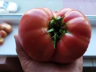 Сорт томата Розовый гигант