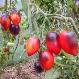 Сорт томата Паскаль из Пикардии 1