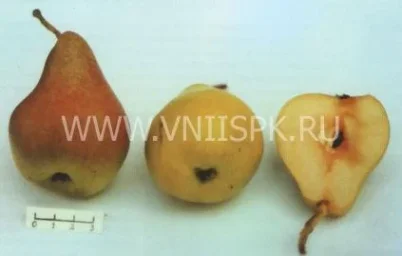 Сорт груши Дуля Астраханская 0