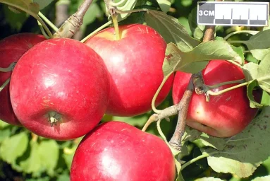 Сорт яблони Алтайская Красавица 0