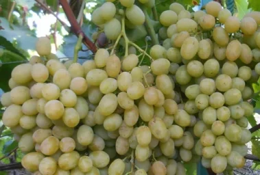 Сорт винограда Ланселот 0