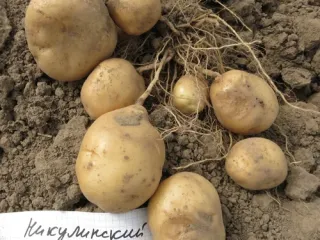Сорт картофеля Никулинский