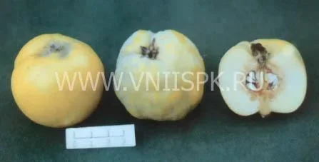 Сорт айвы Маслянка Ранняя 0