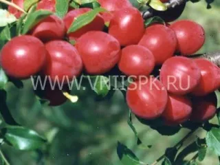 Сорт алычи Июльская Роза (Июньская Роза, Комета Ранняя)