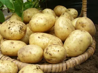 Сорт картофеля Орла