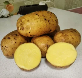 Сорт картофеля Лина 0
