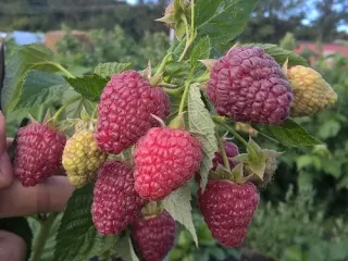 Сорт малины Джоан Джей (Джоан Джи)