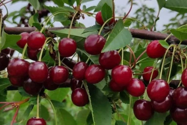 Сорт вишни Ливенская 0