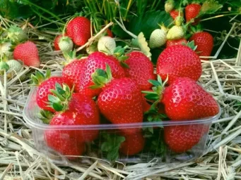 Сорт клубники Альба 0