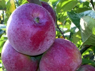 Сорт яблони Кубаночка