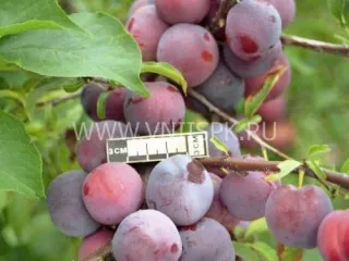 Сорт сливы китайской Чемальская