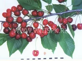 Сорт черешни Наполеон Черная
