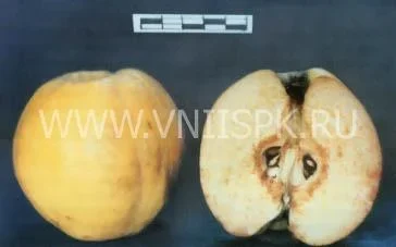 Сорт айвы Мускатная 0