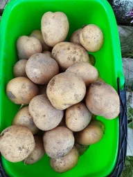 Сорт картофеля Банкир 1
