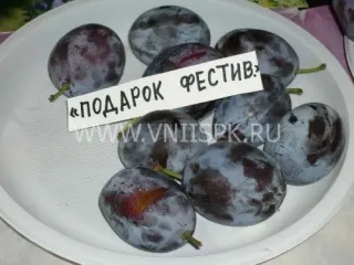 Сорт сливы домашней Подарок Фестивалю
