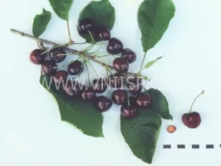 Сорт черешни Оленька (Черешня)