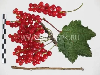Сорт смородины красной Орловская Звезда 0