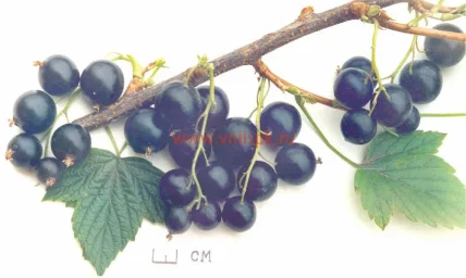 Сорт смородины черной Добрыня 0