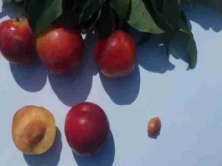 Сорт сливы китайской Антонина