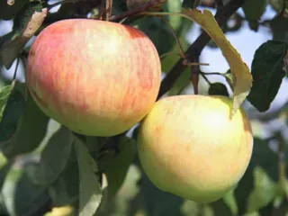 Сорт яблони Подарок Графскому