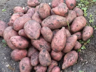 Сорт картофеля Розара