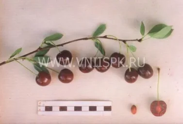 Сорт вишни Севастьяновская 0