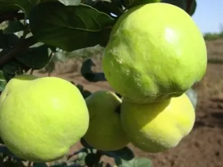 Сорт айвы Золото Тавриды