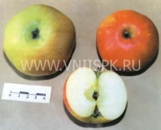 Сорт яблони Бузовьязовское 0