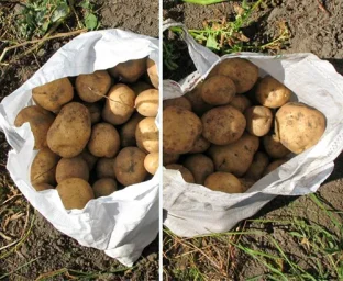 Сорт картофеля Голубизна 1