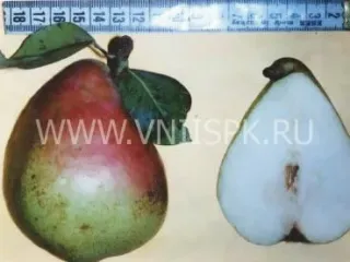 Сорт груши Рассвет