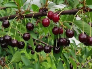 Сорт вишни Подарок Учителям