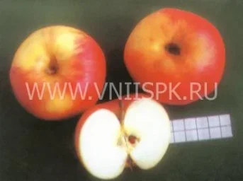 Сорт яблони Утес 0