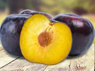 Сорт сливы Анжелина (Анжелино)