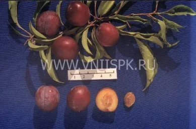 Сорт сливы китайской Урожайная Дальневосточная 0