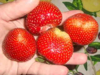 Сорт клубники Мальвина