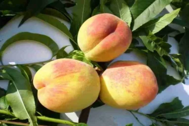 Сорт персика Отличник 0