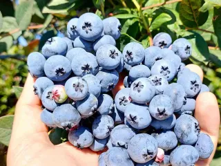 Сорт голубики Нортланд