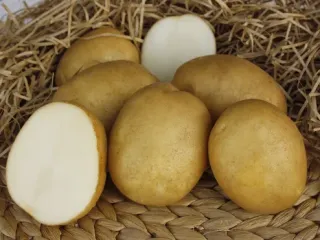 Сорт картофеля Лидер