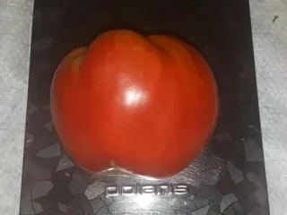 Сорт томата Владыка