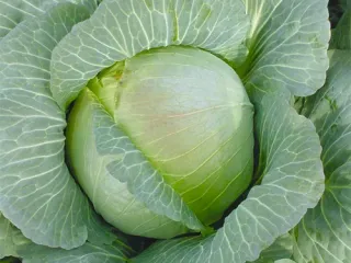 Сорт капусты Харьковская зимняя