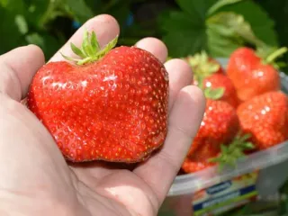 Сорт клубники Кисс Неллис