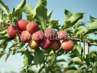 Сорт сливы китайской Тимошка