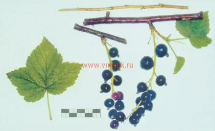 Сорт смородины черной Длиннокистная 0