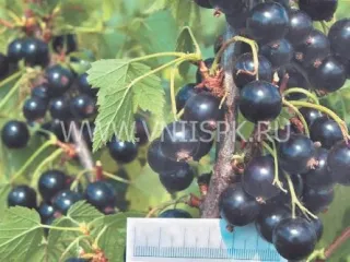Сорт смородины черной Исток