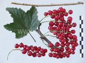 Сорт смородины красной Вика (Смородина) 0