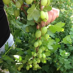 Сорт крыжовника Малахит 2